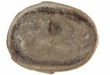 Fossil Jellyfish (Essexella) In Ironstone, Pos/Neg - Illinois #189143-2